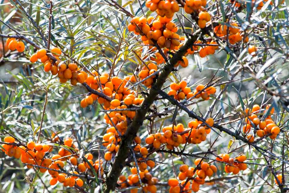Common sea-buckthorn