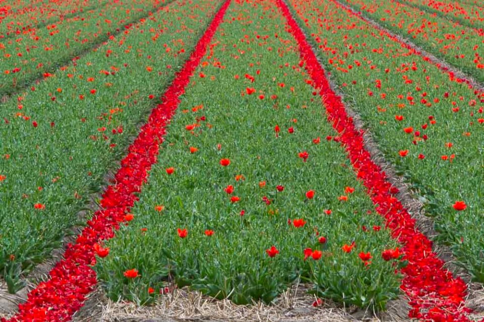 Tulip fields in Keukenhof