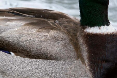 Duck feathers close-up