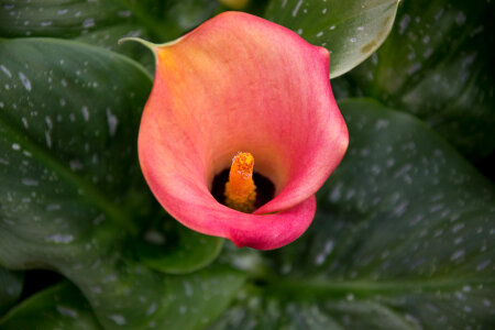 Pink Calla lily photo