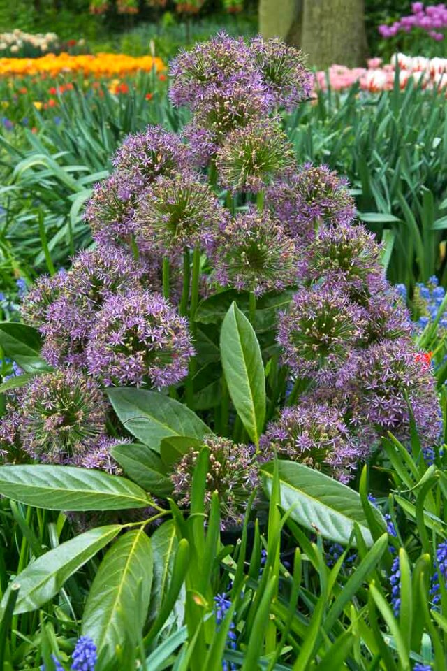 Allium inflorescence