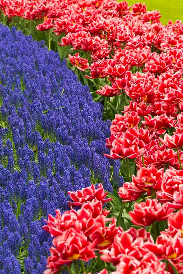 Grape hyacinths and tulips