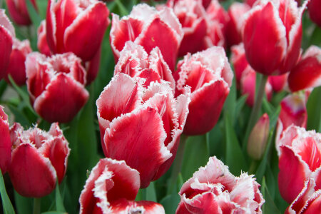Canasta tulips photo