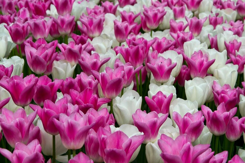 White and pink creamy tulips