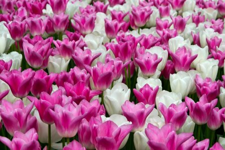 White and pink creamy tulips