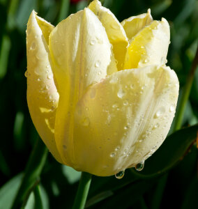 Rain drops on yellow tulip petals photo