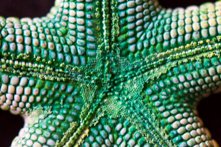 Green starfish macro photo