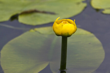 Yellow water lily photo