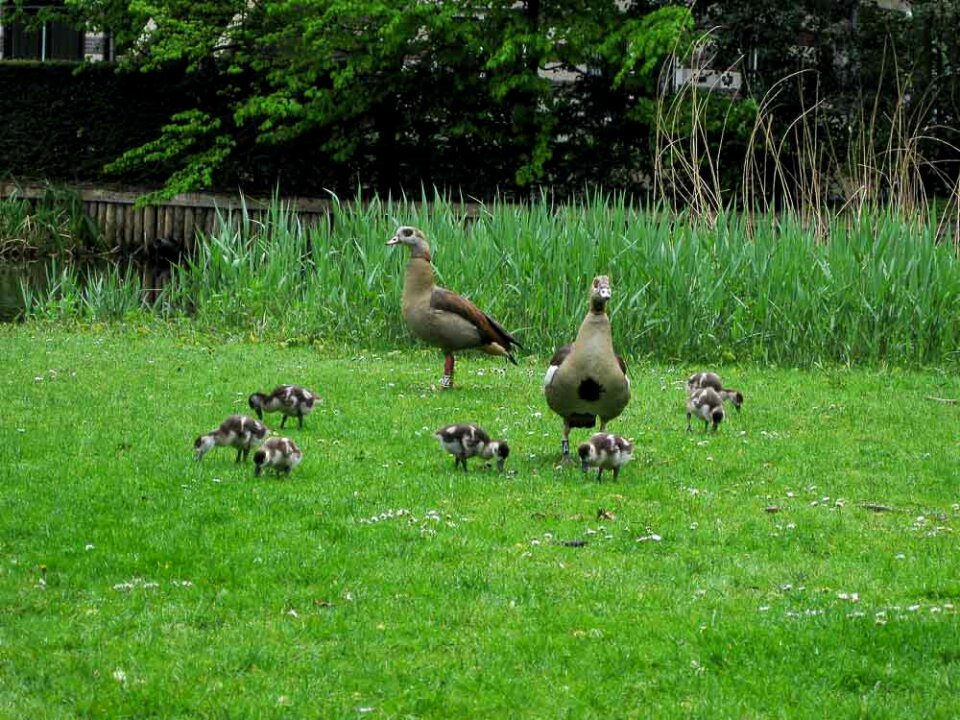 Duck family feeding by the pond