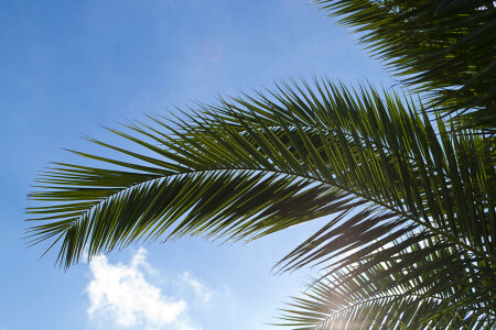 Palm tree leaf against blue sky