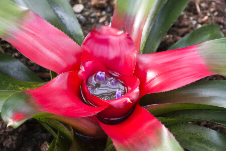 Neoregelia carolinae tropical plant
