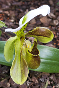 Lady's slipper orchid photo