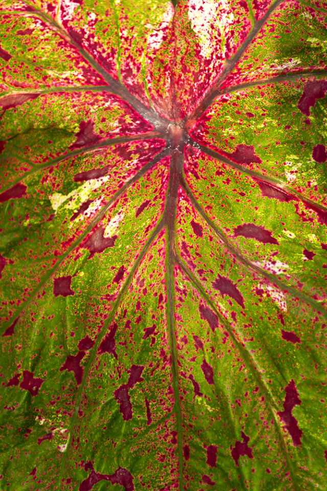 Close-up of red veins on Caladium leaf