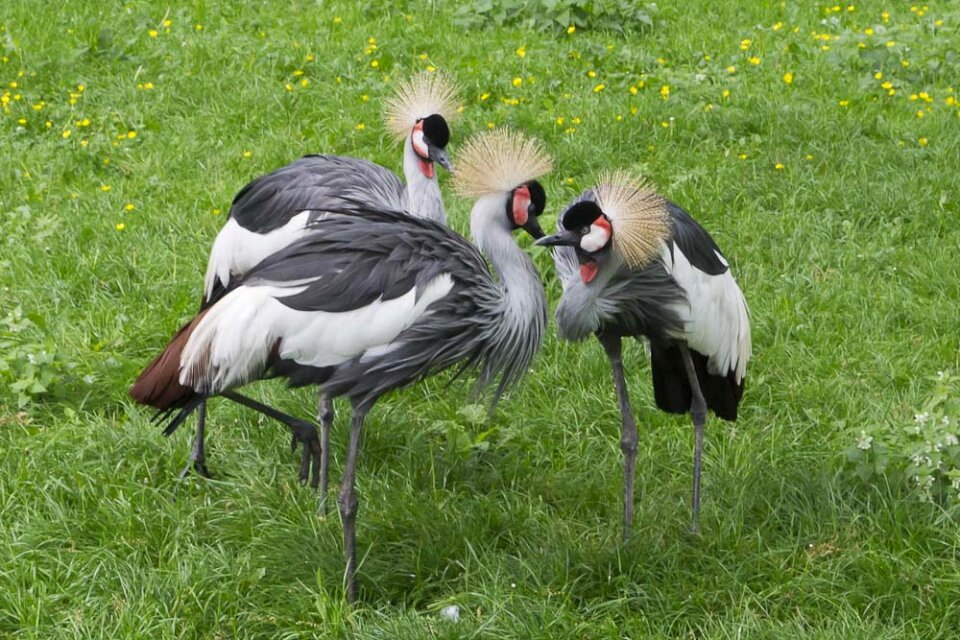 Grey crowned cranes