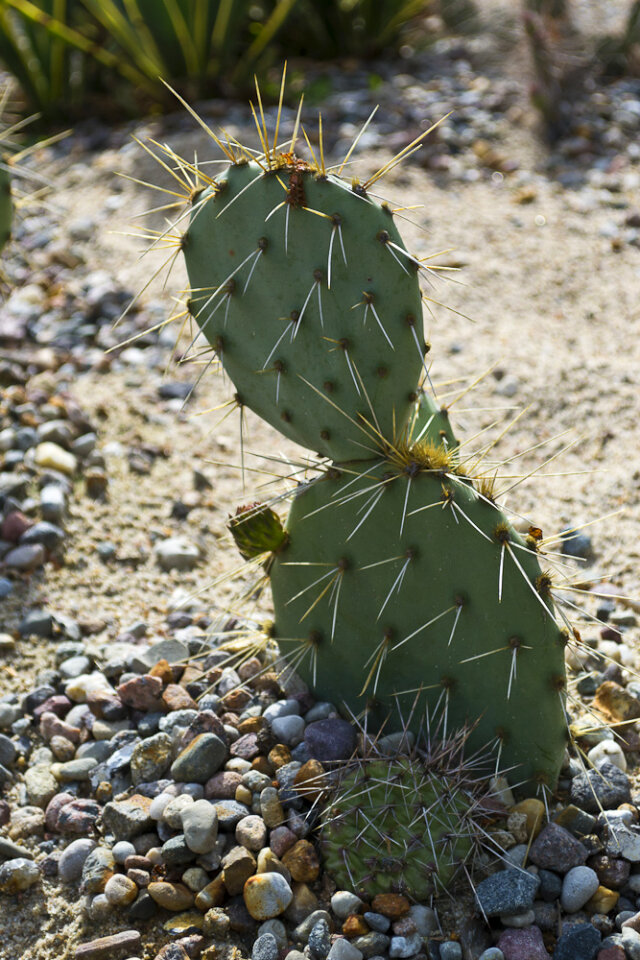 Opuntia Prickly pear cactus