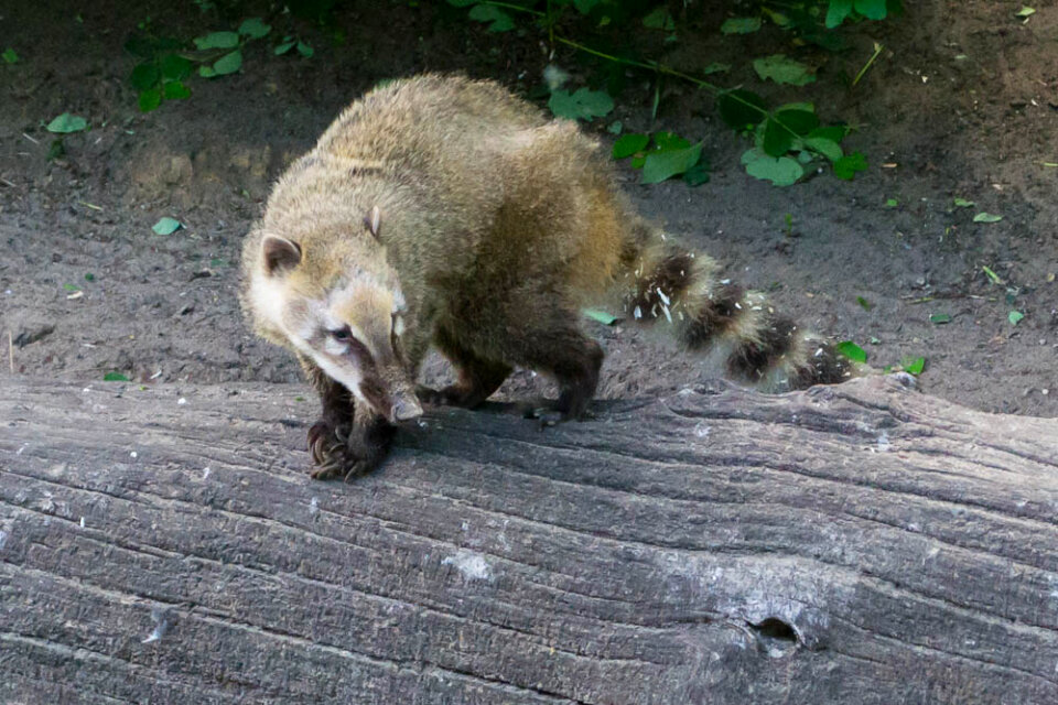 South American coati
