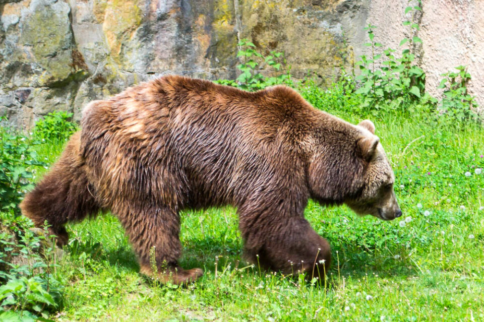 Brown bear patrolling enclosure