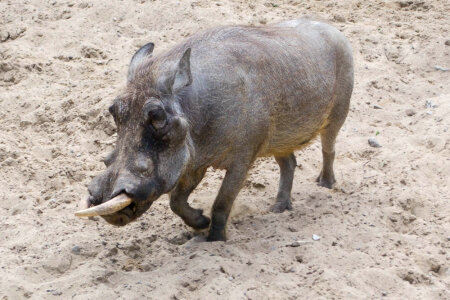 Common warthog photo