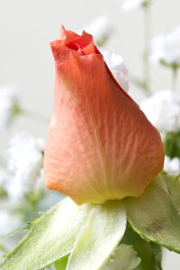 Mini rose bloom photo