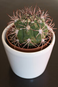 Indoor small cactus photo