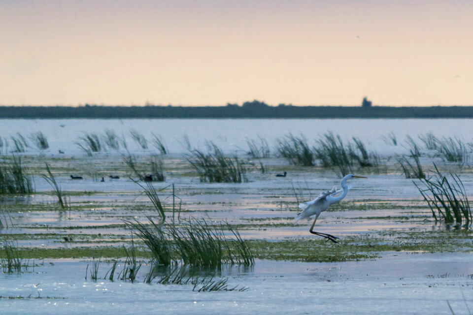 Great egret landing on water