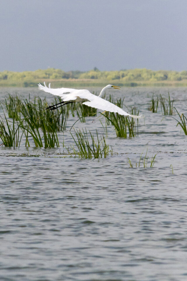 White Great Egret in flight