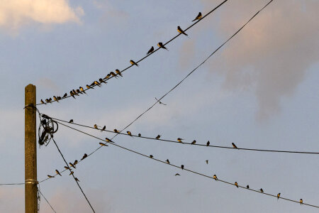 Swallows on power lines photo