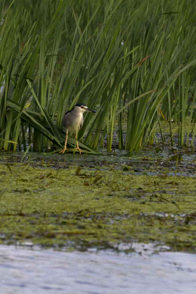 Red eye night heron photo