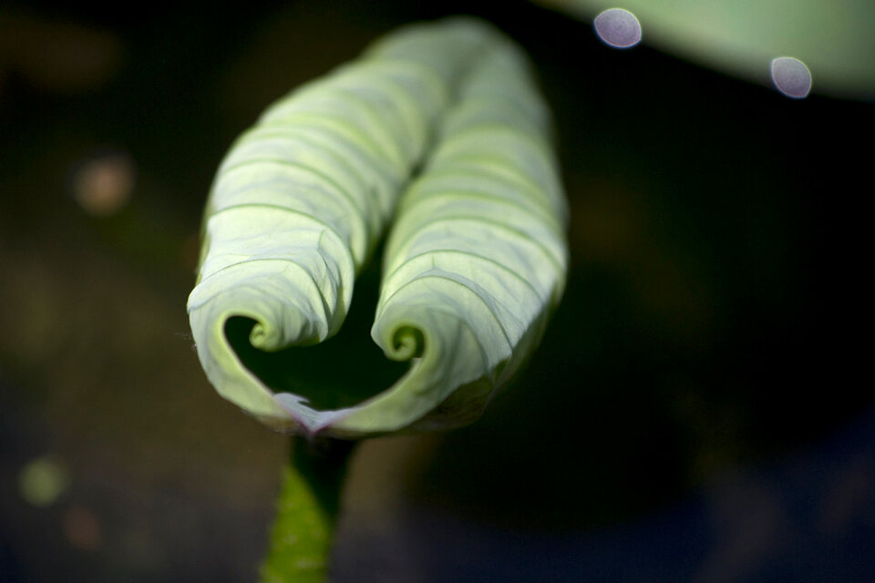 Unopened lily leaf