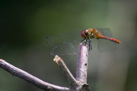 Sympetrum dragonfly photo