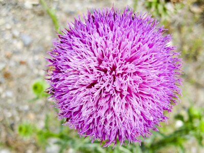 Pink spear thistle photo