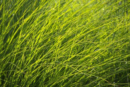 Green grass in soft light photo