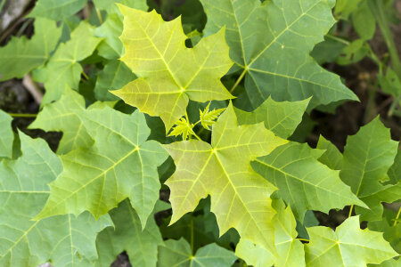 Low growing plant leaves