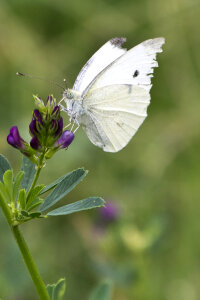 Small white butterfly photo