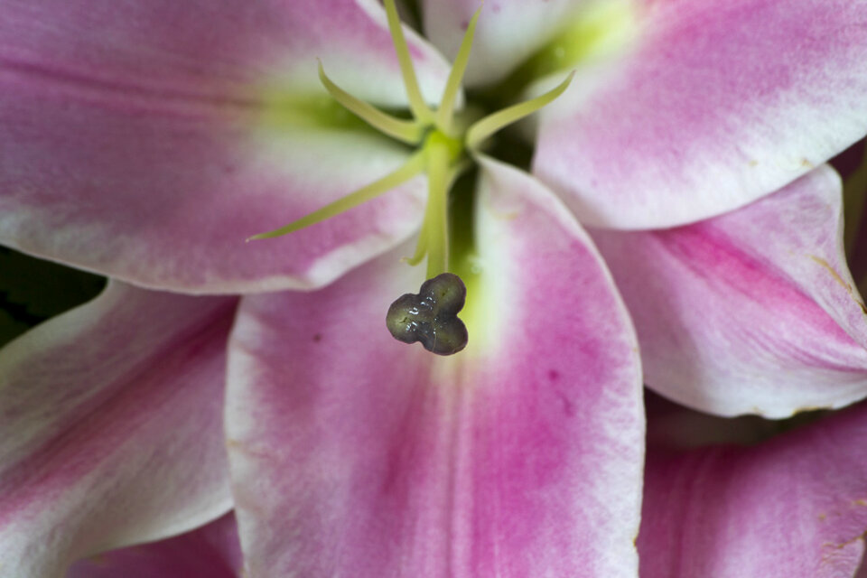 Close-up of lily stigma