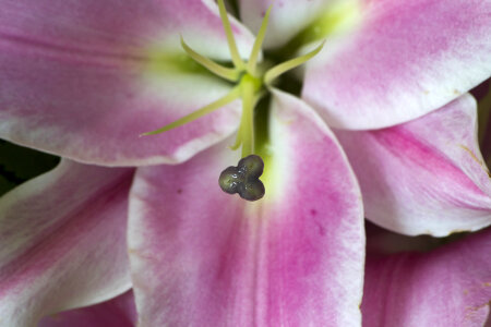 Close-up of lily stigma photo