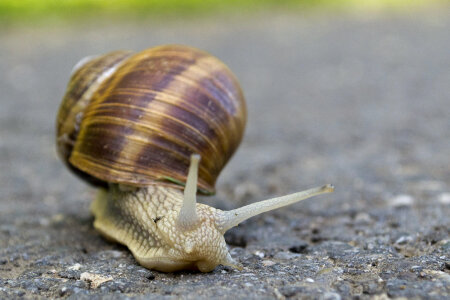 Land snail photo