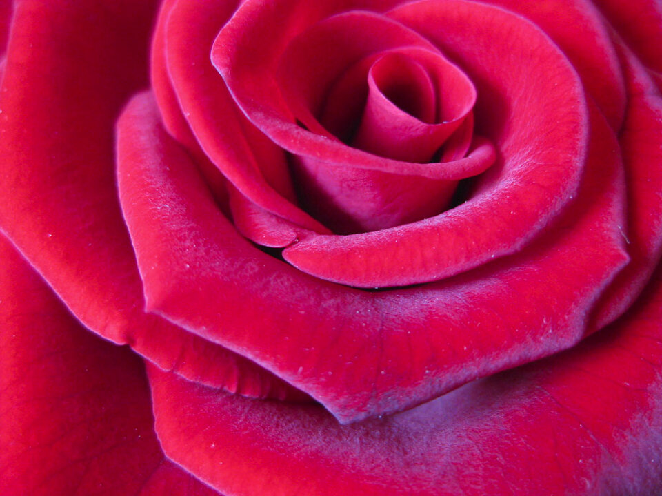 Rose petals close-up photo