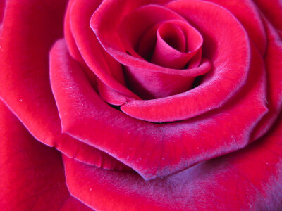 Rose petals close-up photo