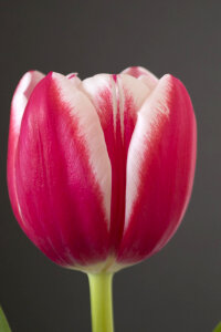 Pink and white tulip photo