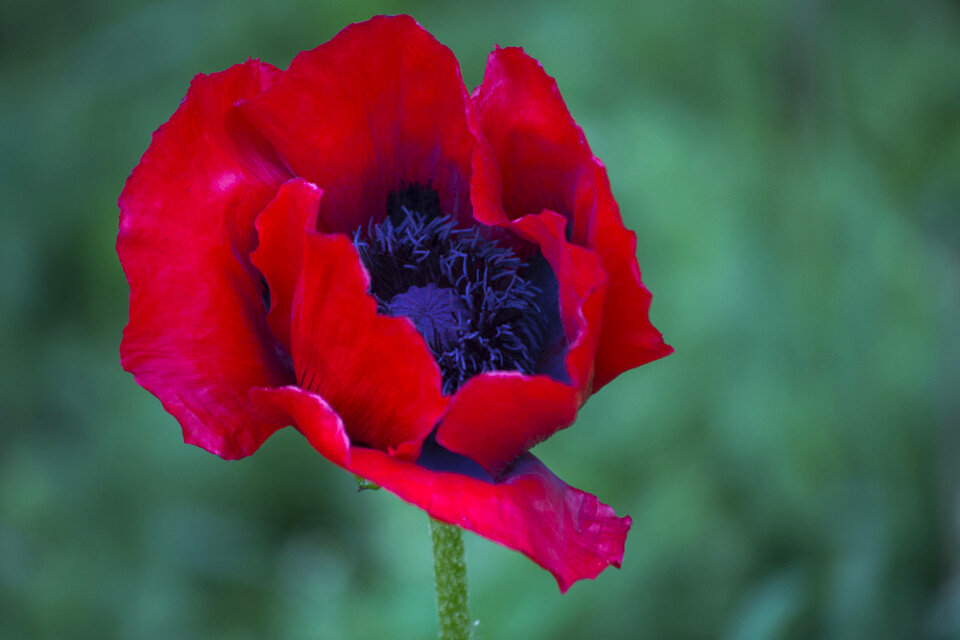 Common garden poppy photo