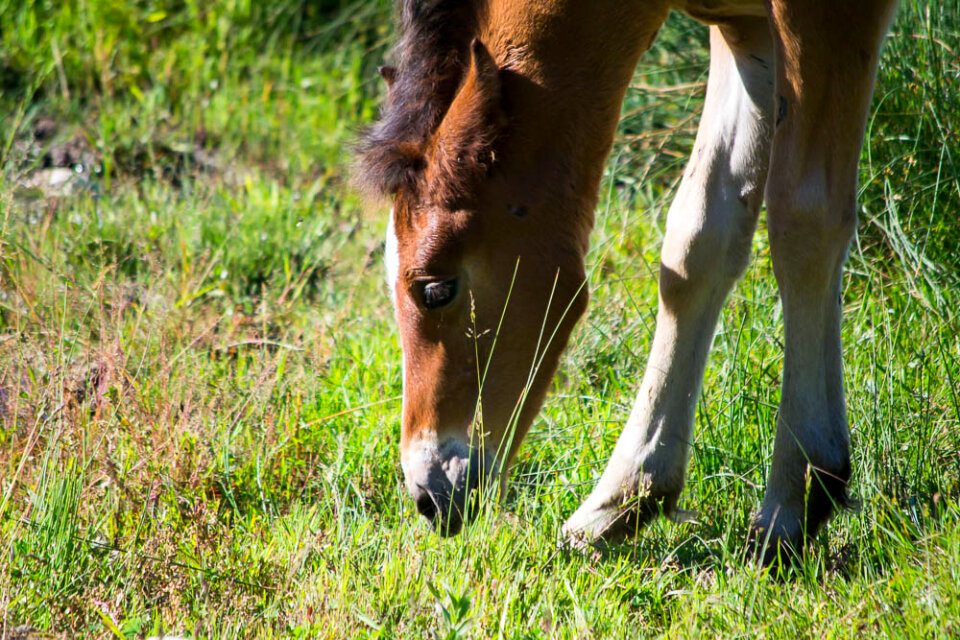 Foal learning to graze