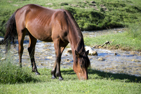 Brown coate horse grazing by a creek photo