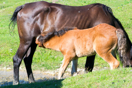 Foal drinking milk from mother horse photo