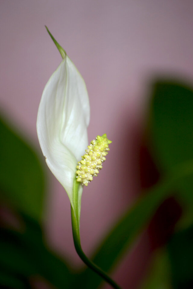 Spathiphyllum flower
