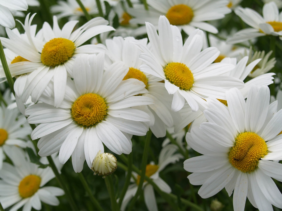 Meadow margerite blossom bloom