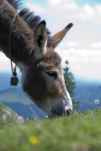 Grazing donkey with cowbell photo