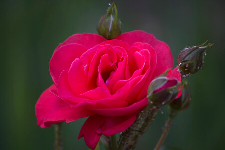 Dark pink rose with buds photo
