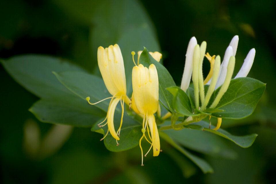 Sweet scented Honeysuckle vine photo