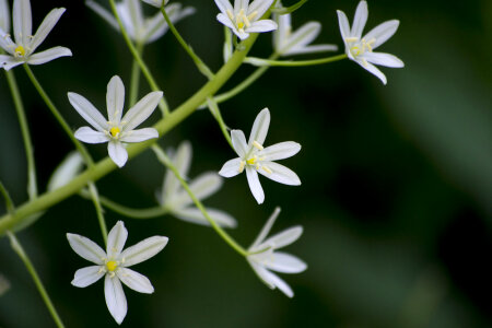 Starry little white flowers.